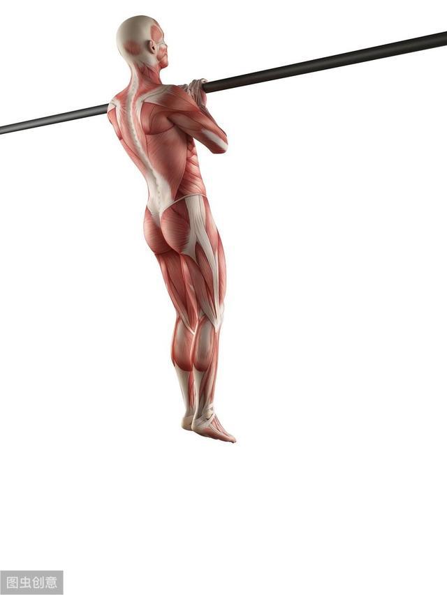 单杆运动与人体肌肉组图