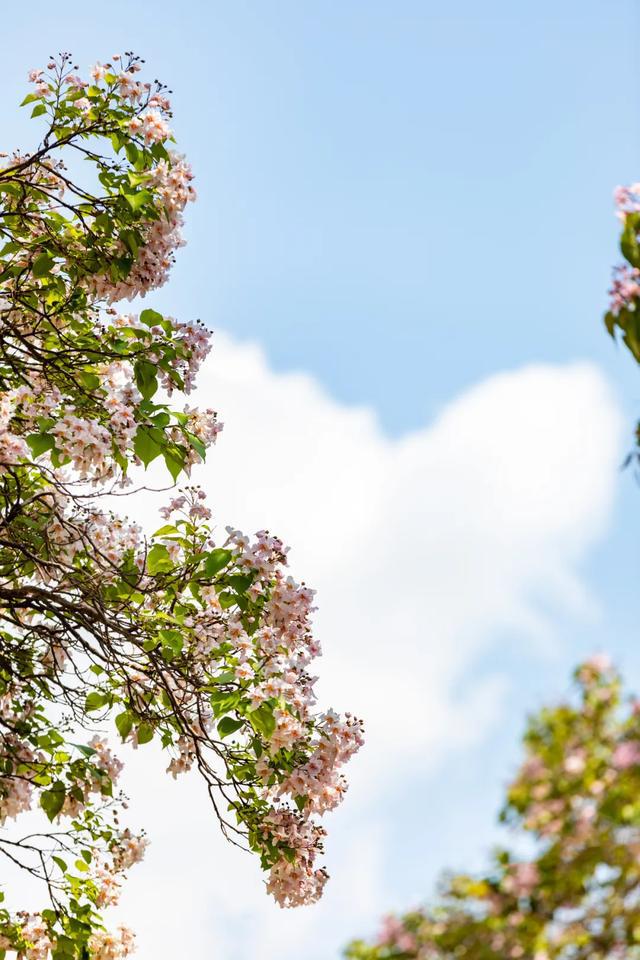 春末楸木花开在丽江演绎着粉紫色的浪漫