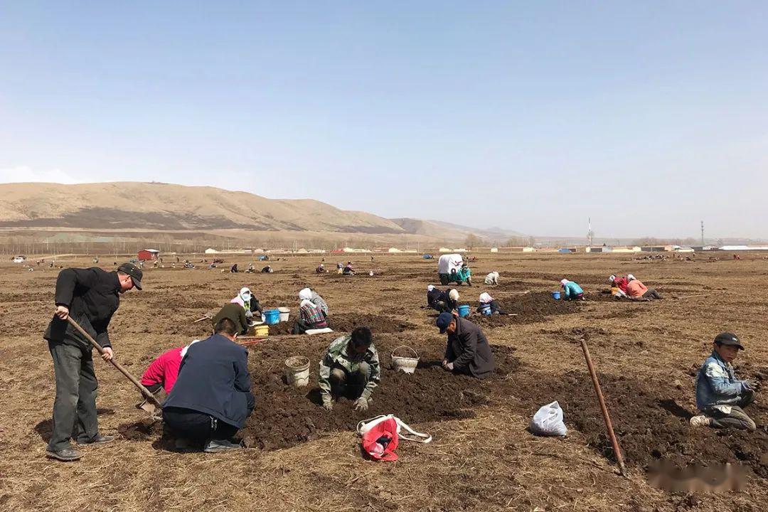 脱贫攻坚门源在行动北山乡蕨麻经济启动脱贫攻坚新引擎