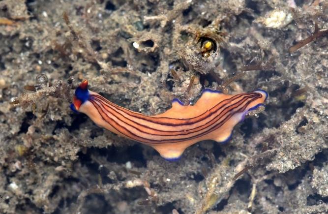 世界上再生能力最强的六种动物,这种超能力让人赞叹!