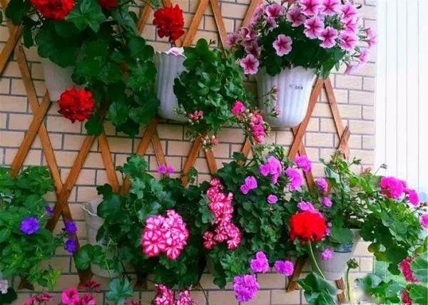 湖北一姑娘养花,7平米阳台变"花园"_天竺葵