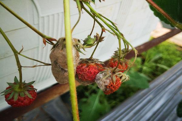 采摘草莓的时候却发现有很多果实干枯发霉这种情况可以防治吗