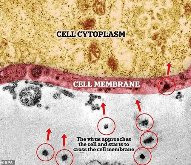 巴西研究超级显微镜捕捉到新冠病毒入侵人体的真实情景