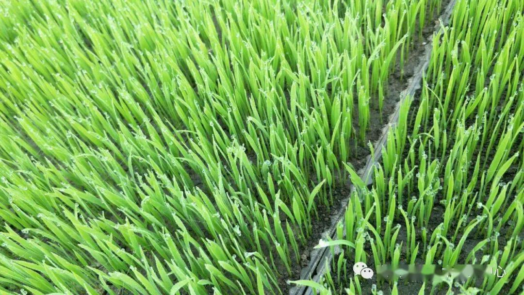 张文水稻技术100题51--水稻如何培育壮苗