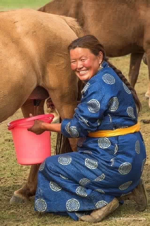 蒙古族的民俗之一挤牛奶图