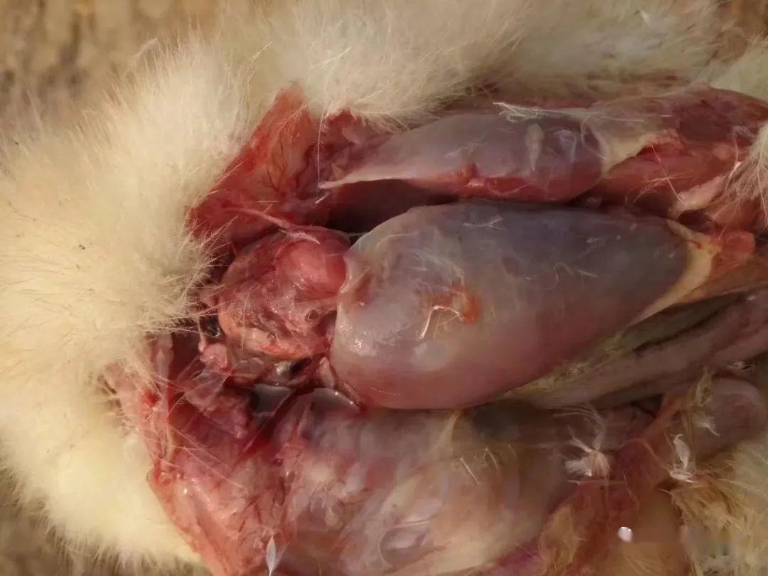 春季养鹅鹅浆膜炎多发十几天的小鹅后仰翻个脖子转圈怎么彻底根治它