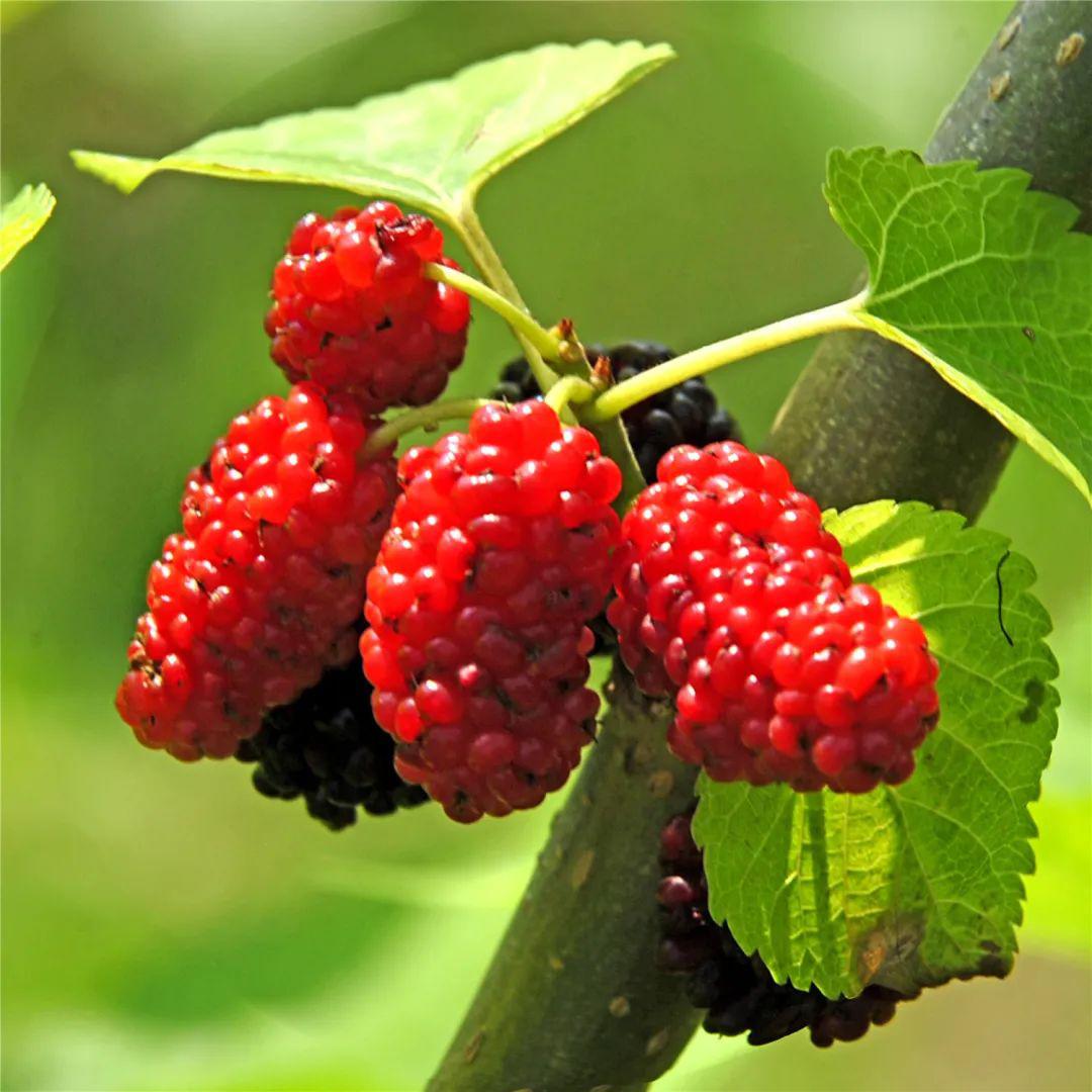 桑椹又被称为"民间圣果",六塘这家果园桑果红彤彤!_桑葚