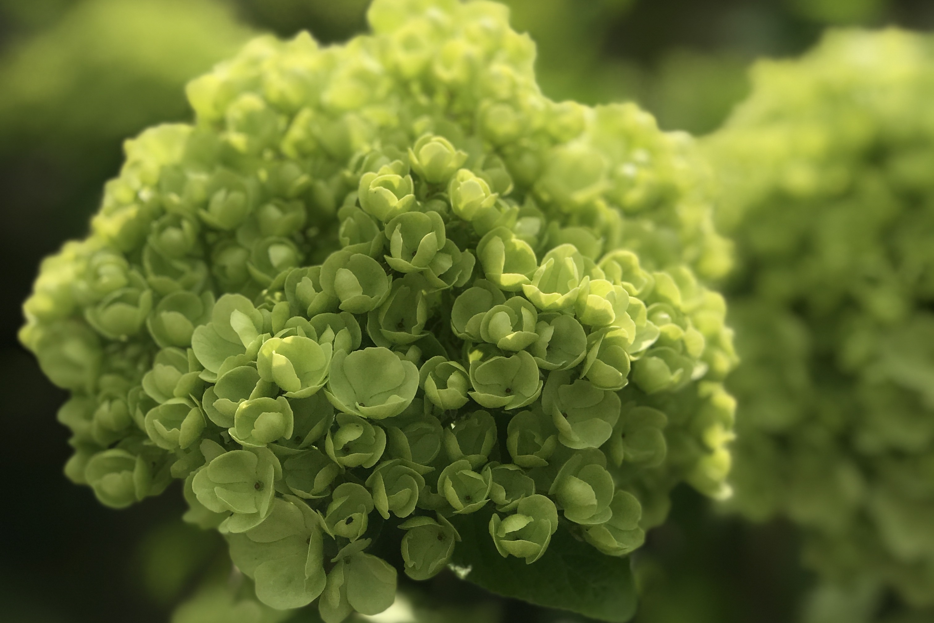 花园设计师sarah介绍中华木绣球