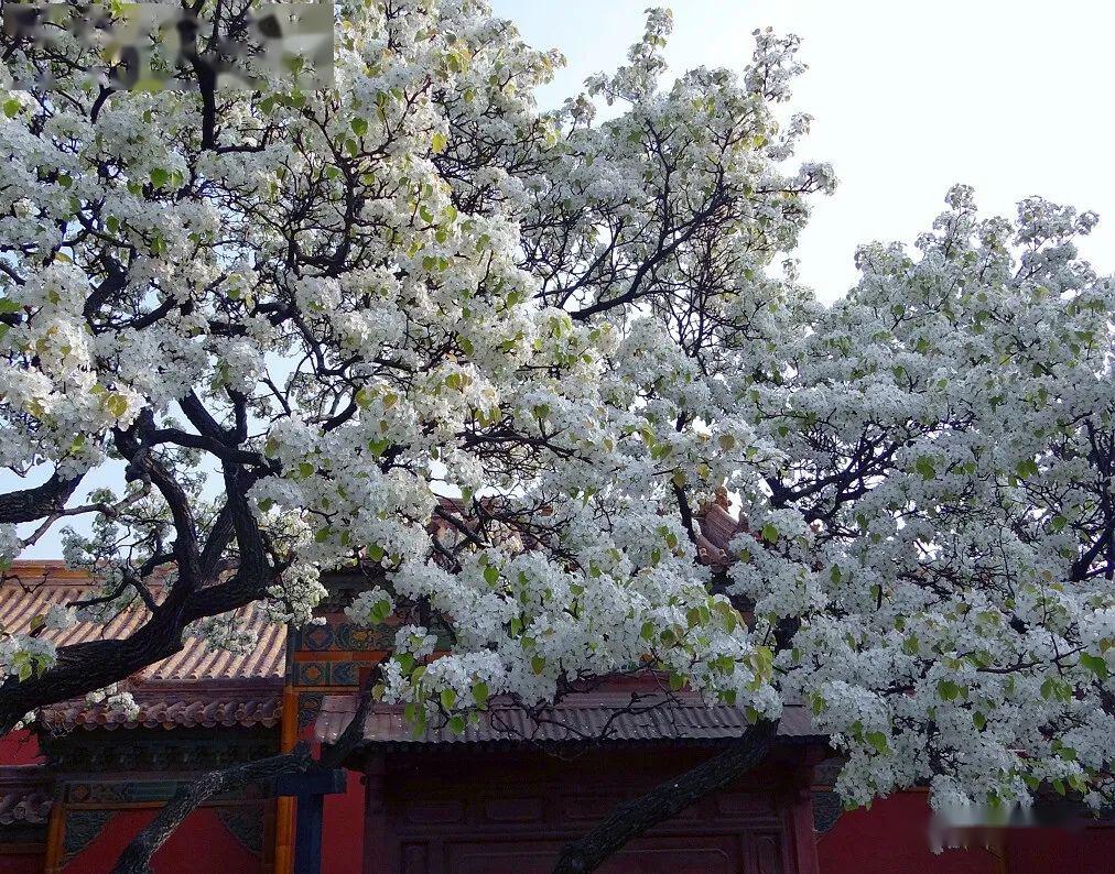 梨花如雪紫禁城