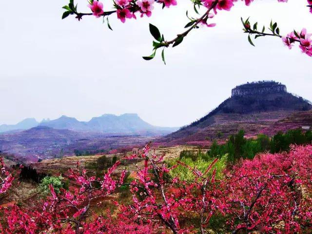 岱崮地貌第十五届桃花节登崮上草原观桃花美景
