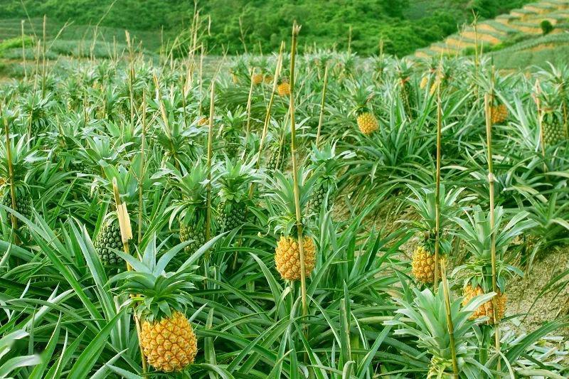 神湾镇丫髻山西麓菠萝种植基地(朱永俊 摄于2018年5月)沙岗村为神湾