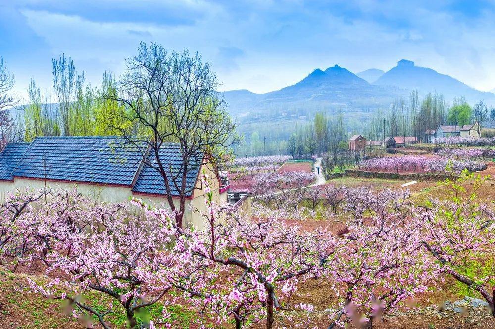 岱崮地貌第十五届桃花节登崮上草原观桃花美景