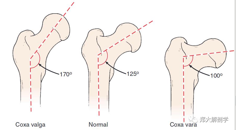 髋内翻:同侧距下关节旋前,对侧距下关节旋后,对侧足底屈曲,同侧膝反屈