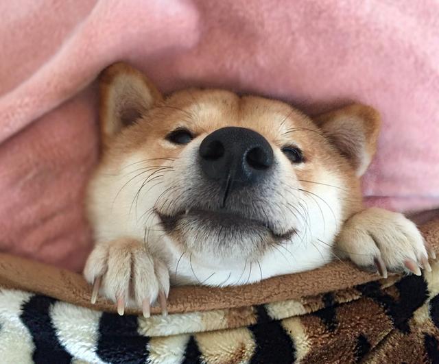 柴犬身上插着把带血的刀好心人士上前查看发现被逗比主人骗了