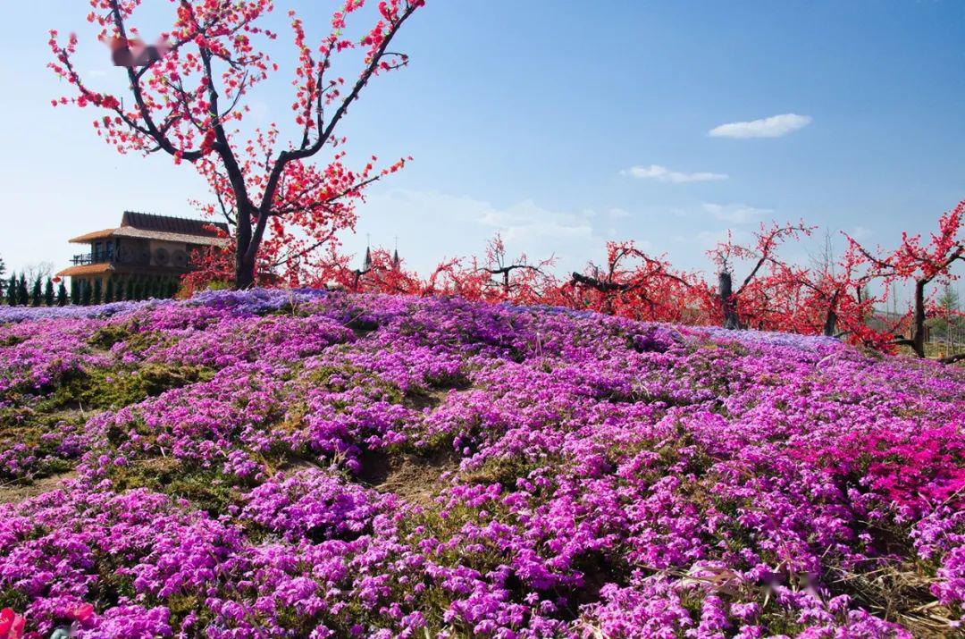 春暖花開,寧縣義渠百花園芝櫻花迎來了綻放季!