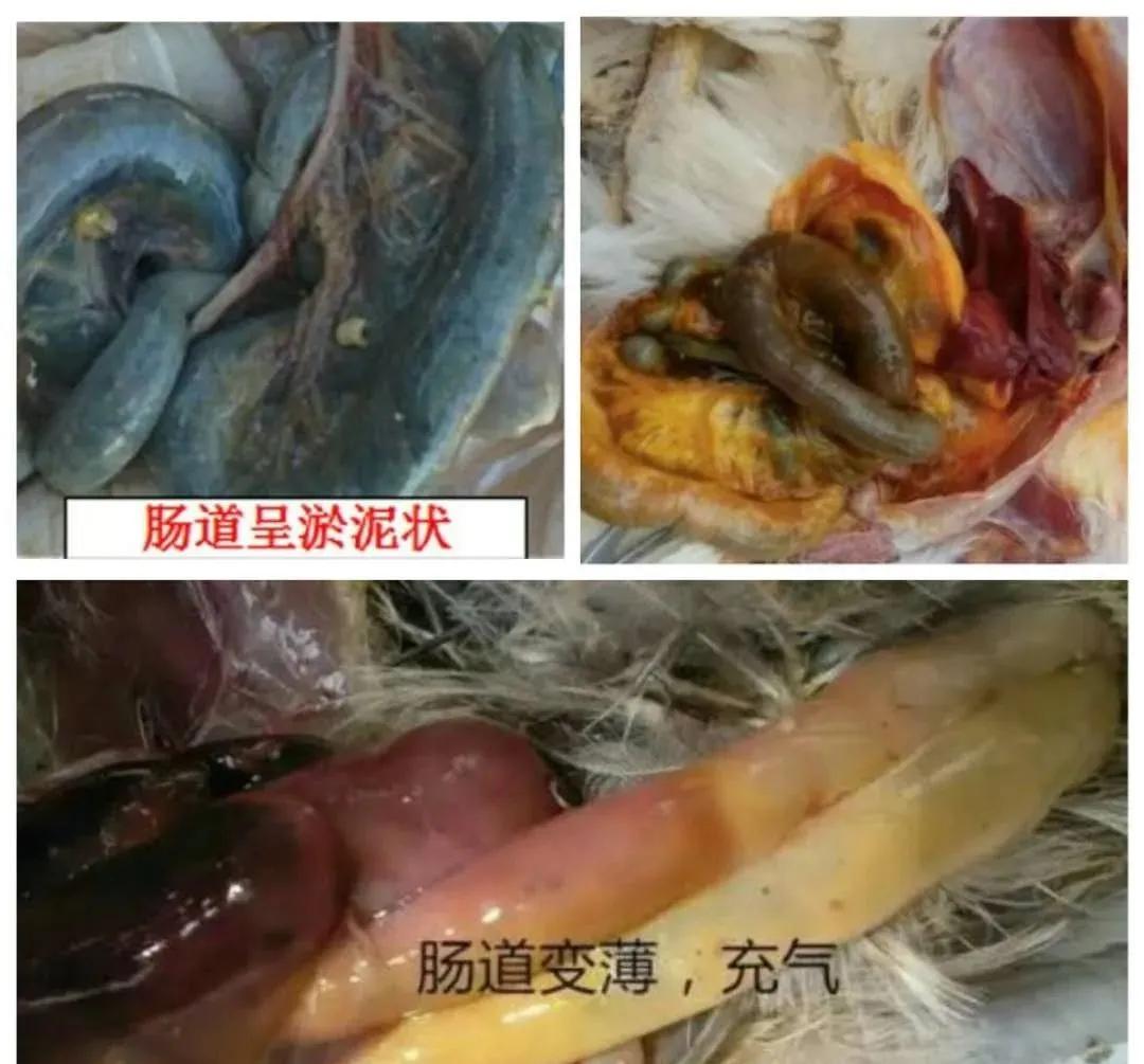 3,黴菌性肝炎(黃麴黴毒素)主要症狀:雞冠褪色,食慾減退,拉黃褐色糊狀