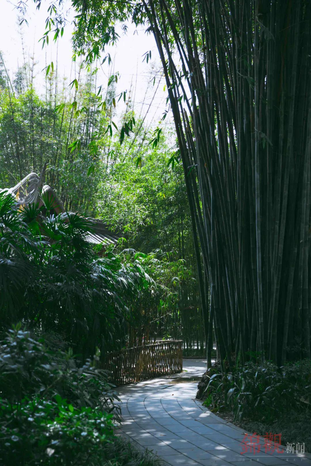 成都,下"竹"功夫!_竹林