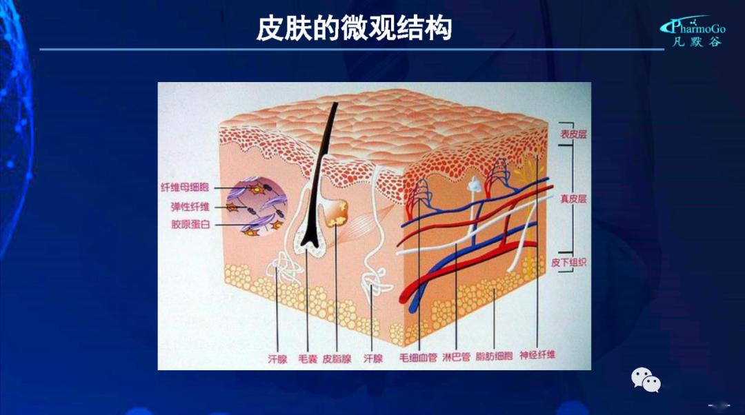 视频gastroplus经皮和肌肉注射给药模型特点及相关操作