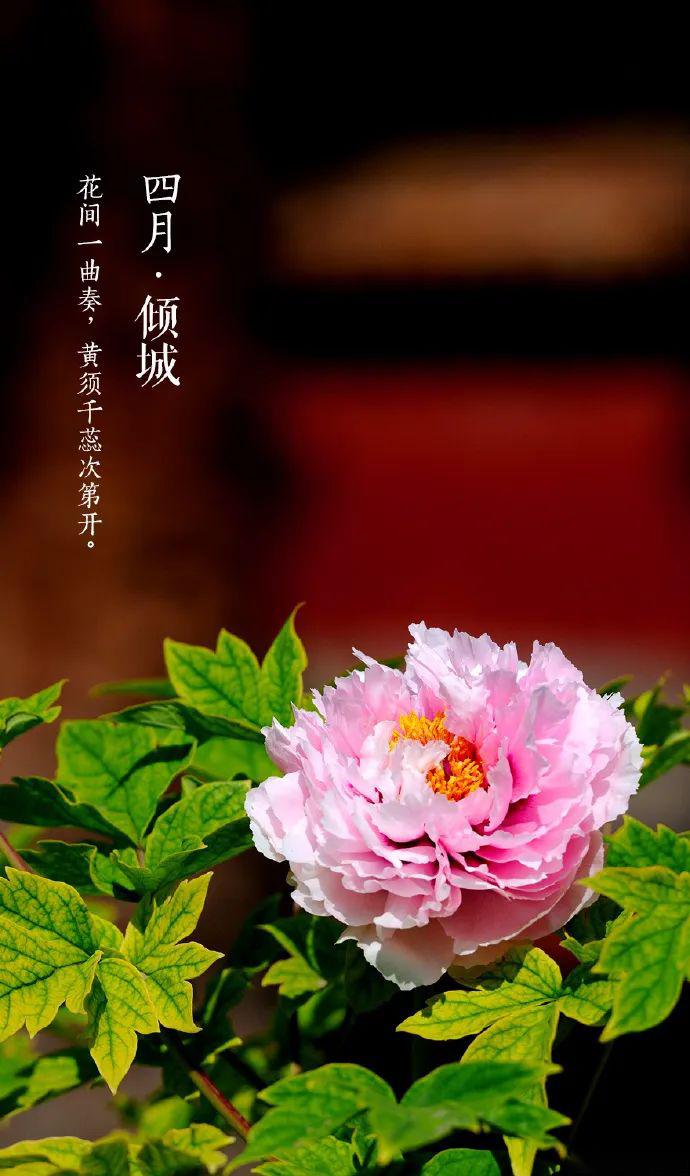 最美人间四月天