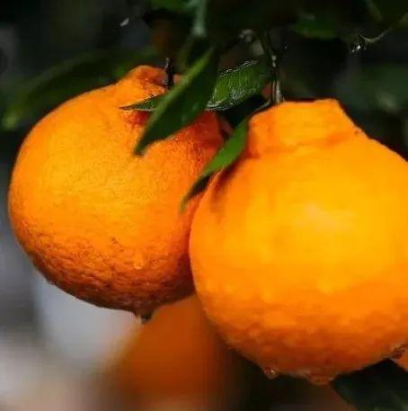 主播带货明天江津龙华丑柑等你来秒杀