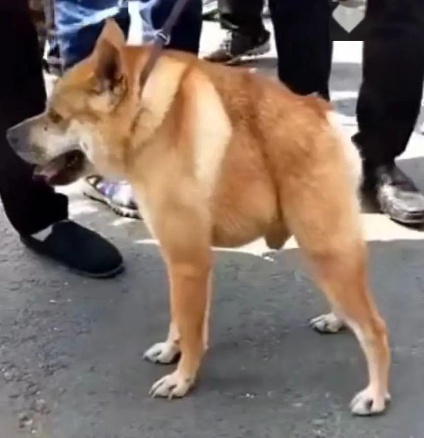 狗狗患罕见病没有脖子它将面临怎样的人生