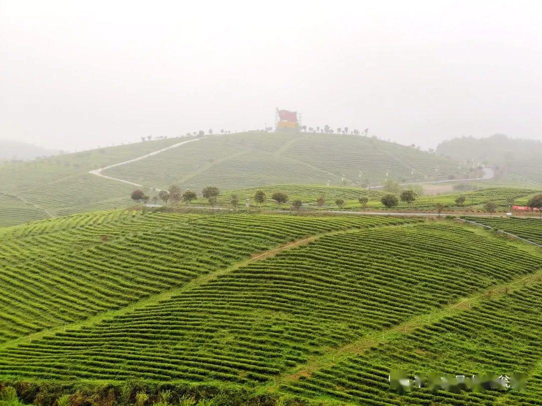 县长"硬核"带货,火了瓮安欧标茶