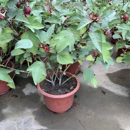 爱喝花茶的都认识这种紫红色的花茶价值高名叫洛神花