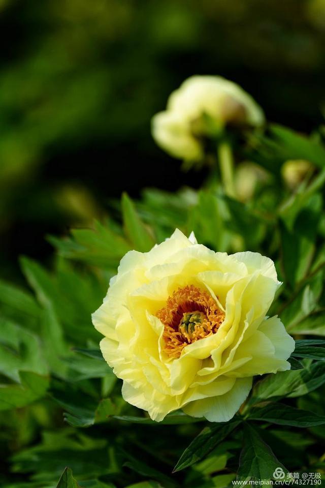 2020年拍摄花朵最大最好看的洛阳牡丹