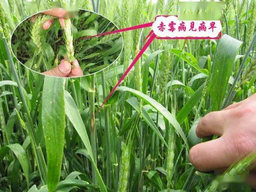 小麦赤霉病的发病规律及预防措施