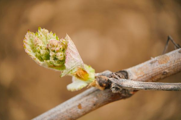葡萄树明明还活着但到春季却不发芽是怎么回事至少有三个原因