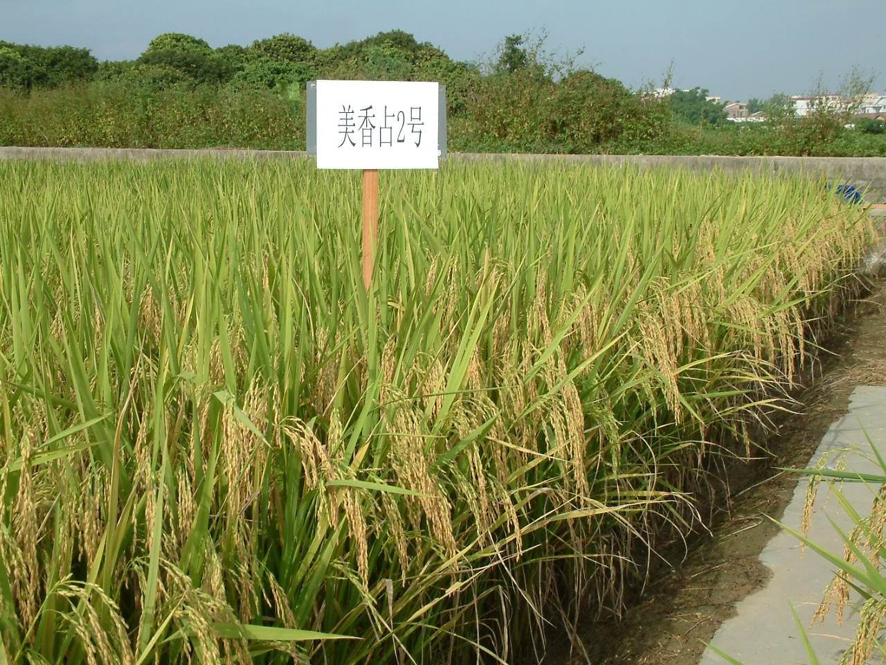 水稻品种有:923,外引七号,九香粘,赣香占1号,黄华占,美香新占,富美占