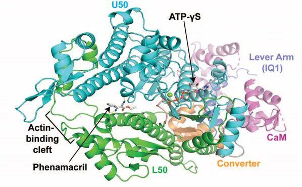 南农前沿南农科研团队描绘肌球蛋白靶标结构3d图