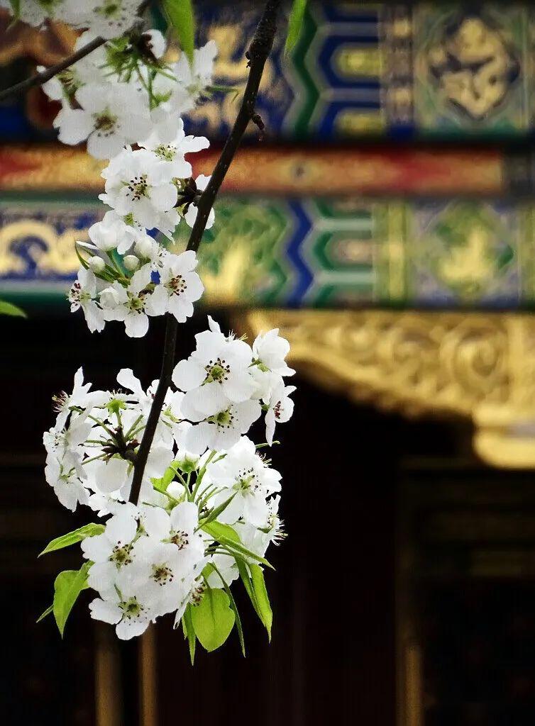 梨花如雪紫禁城