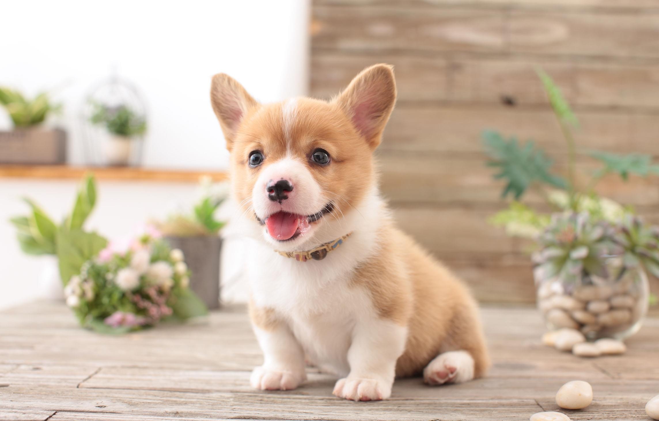 因为是串串狗就歧视?其实它们不但很聪明,可能还比纯种狗更优良