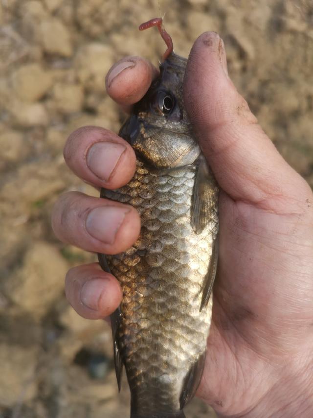 春季開釣春季午時巧釣咂嘴魚