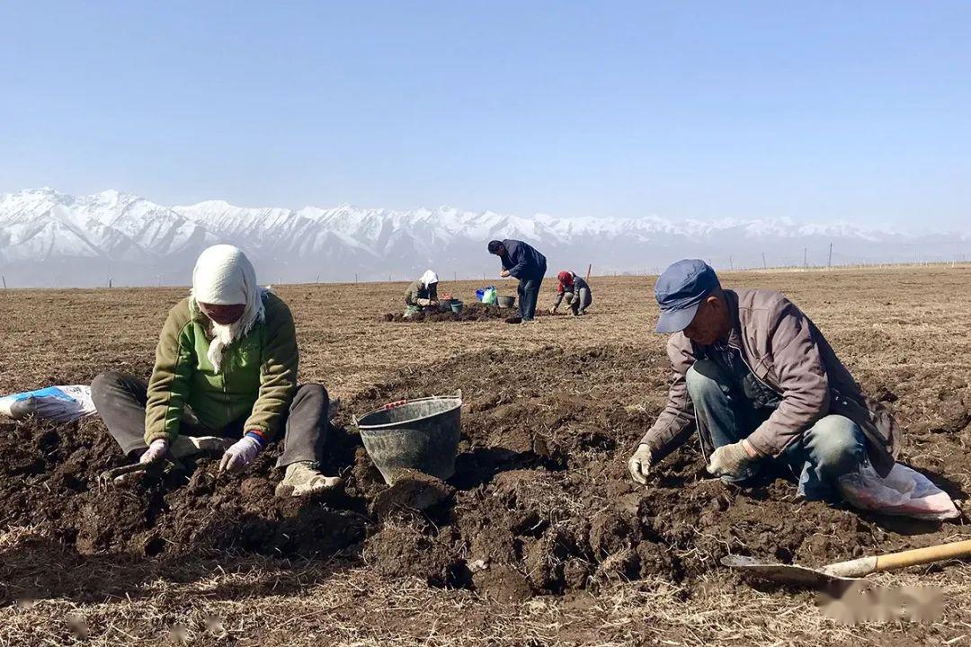 的"常客",这对夫妇感慨地说道:"蕨麻种植不仅给种植户带来了经济收益