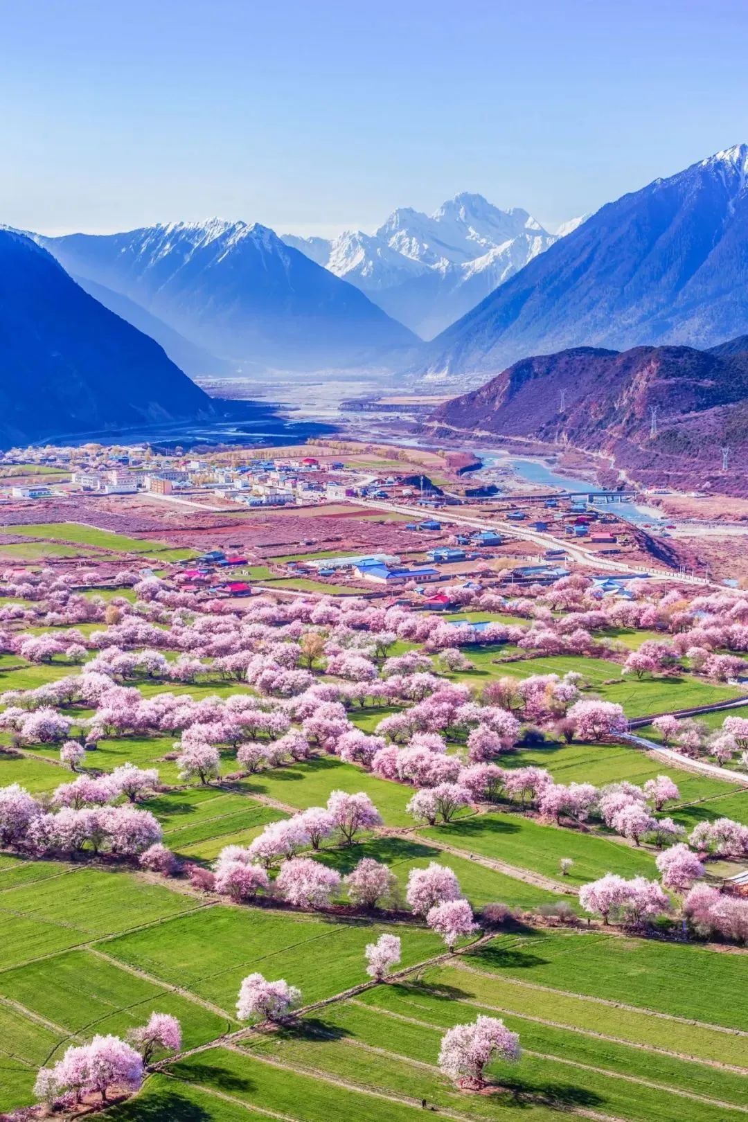 西藏林芝的桃花开了桃花流水窅然去别有天地非人间