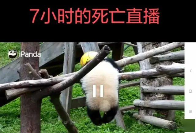央视报道熊猫禄禄仔:大熊猫禄禄仔因丰容吊球绳缠绕颈部窒息