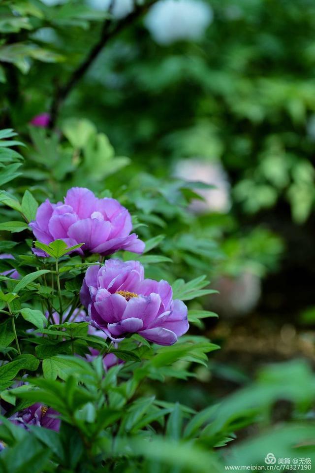 2020年拍摄花朵最大最好看的洛阳牡丹