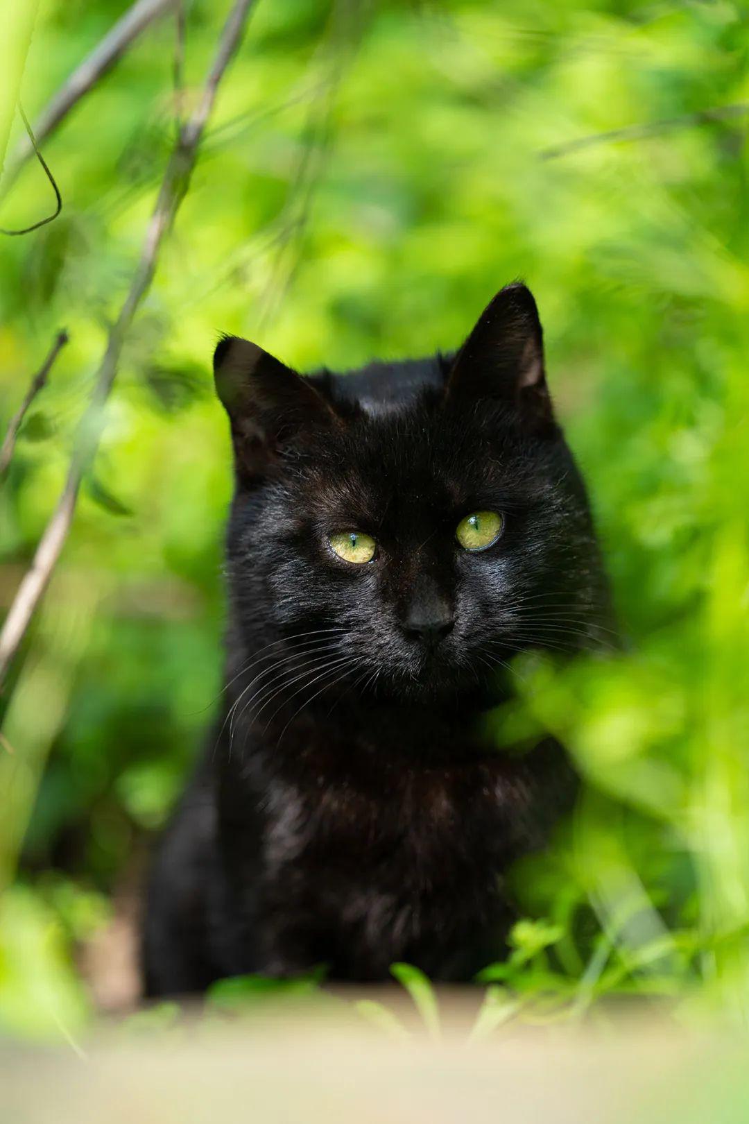 无锡鼋头渚那些春意盎然的猫猫们
