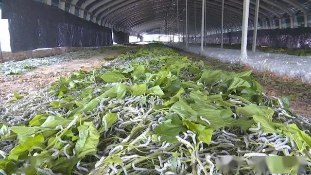 蚕儿壮果木旺剃头蒿子又飘香扶贫产业奏响脱贫春之声