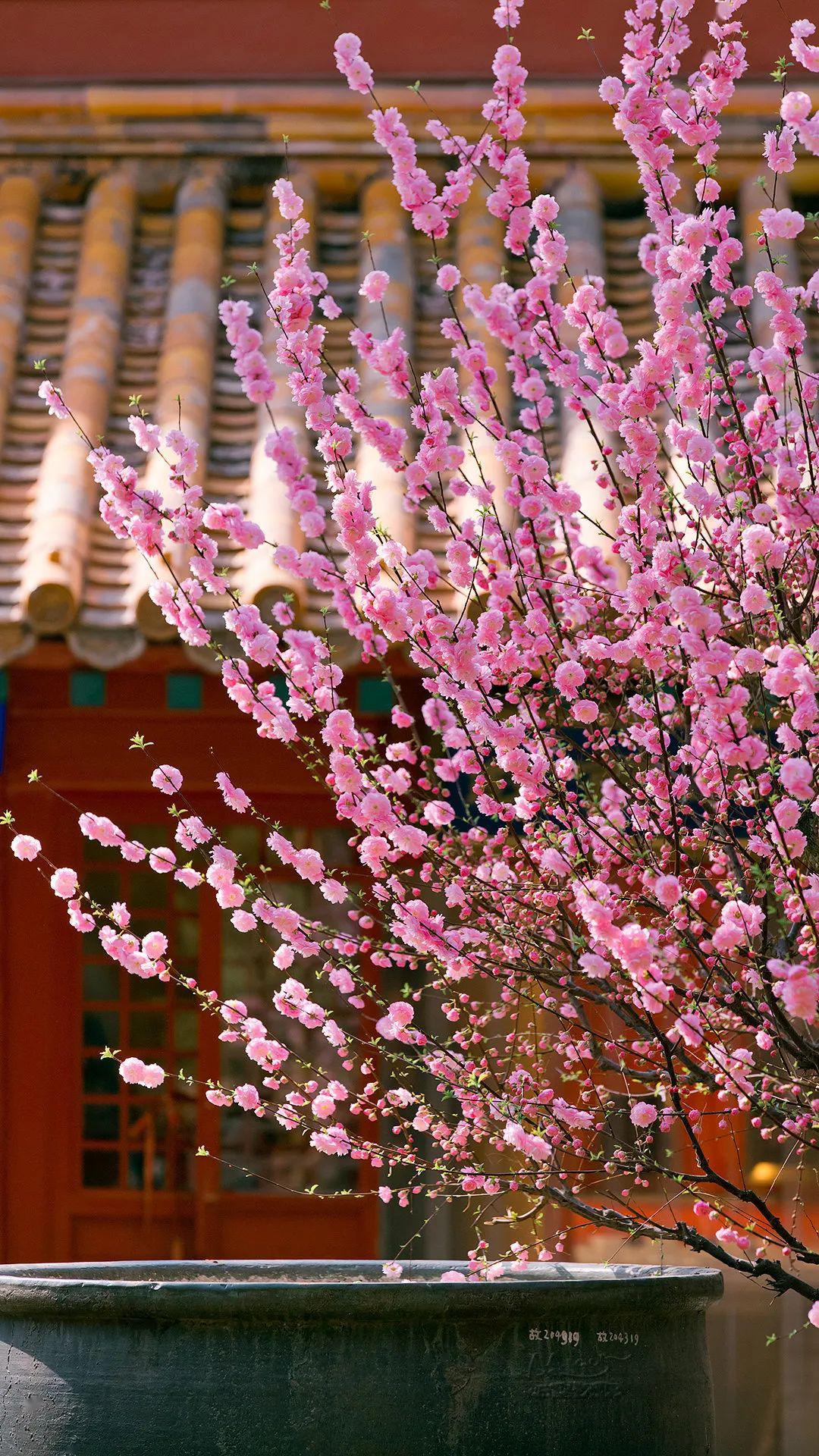故宫的花又火了真的太太太惊艳