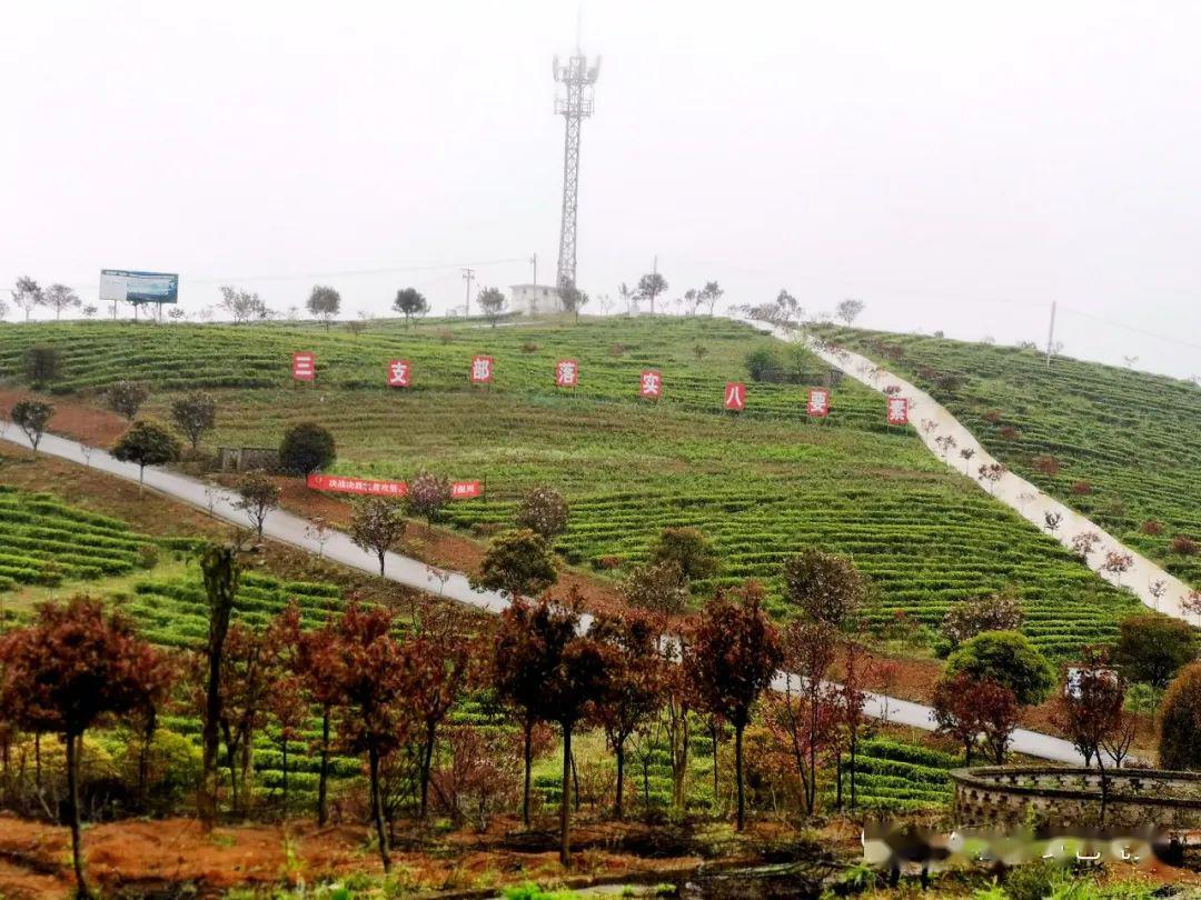 县长"硬核"带货,火了瓮安欧标茶