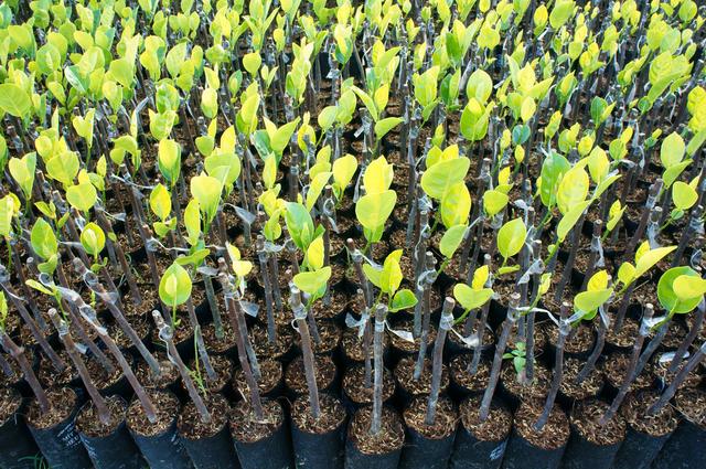 如果从春季开始嫁接果树育苗多久才能出苗圃移栽关键得看技术