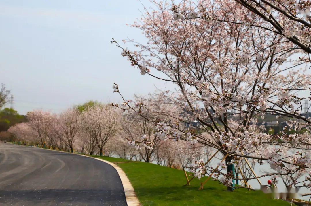 仙林将新添一处休闲网红打卡地!_羊山公园