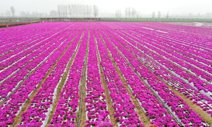近日,记者在扶贫产业园看到,300亩的芝樱花已经进入盛开期,像一幅巨幅
