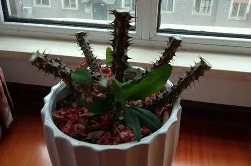 虎刺梅修剪以后会从伤口流出乳白色汁液