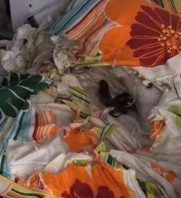 广东一高校宿舍惊现老鼠窝看完视频整个人都不好了