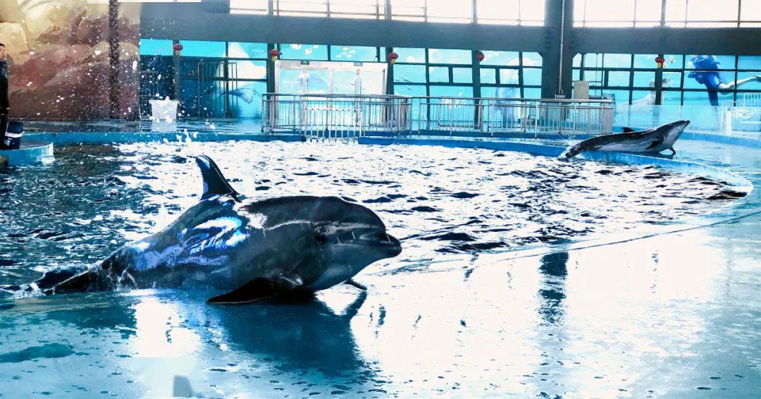 还不赶紧手持盐城旅游年卡来大丰港海洋世界进行一场绝