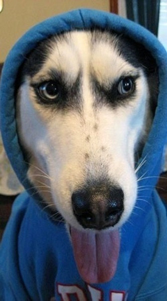 风暴眼中的telegram社交软件该为打击犯罪牺牲隐私吗